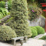 japanischer Garten mit Stechpalme als Formschnittgehoelz und Steinbank