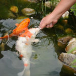 Koikarpfen im Japanischen Gartenteich