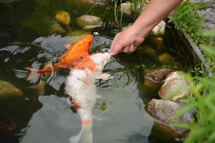 Koikarpfen im Japanischen Gartenteich