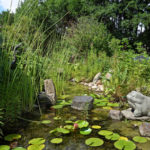 Randbereich Teich mit Pflanzen