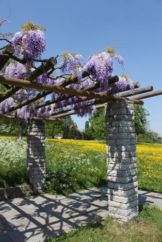 Romantische Pergola mit Blauregen berankt