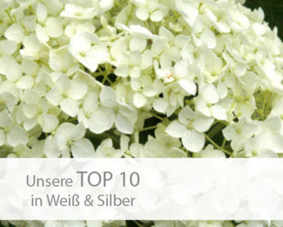 Einstieg TOP 10 weiß-silber