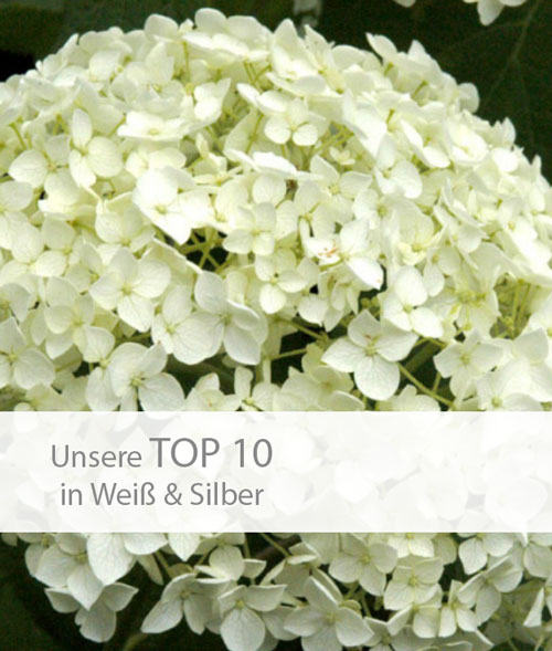 Einstieg TOP 10 weiß-silber