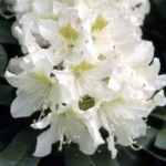 Rhododendron 'Cunningham's White' Detail