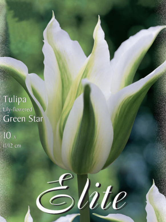 Tulpe 'Green Star'