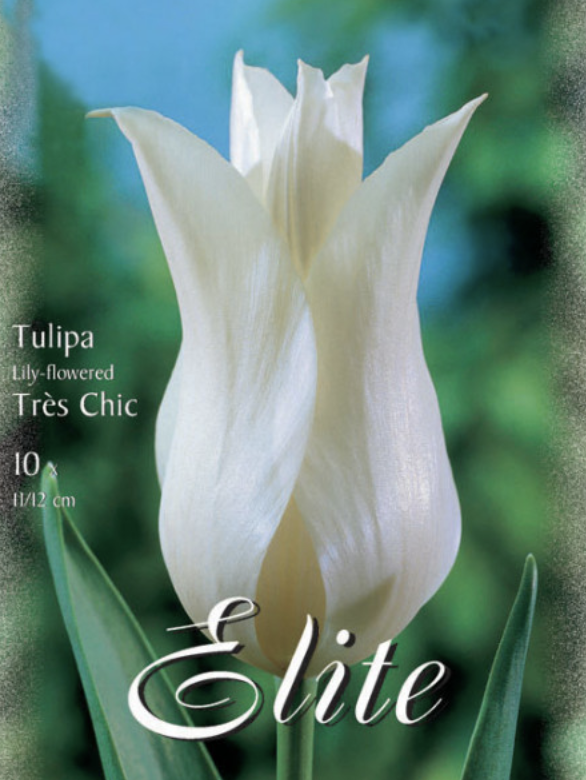 Tulpe 'Tres Chic'