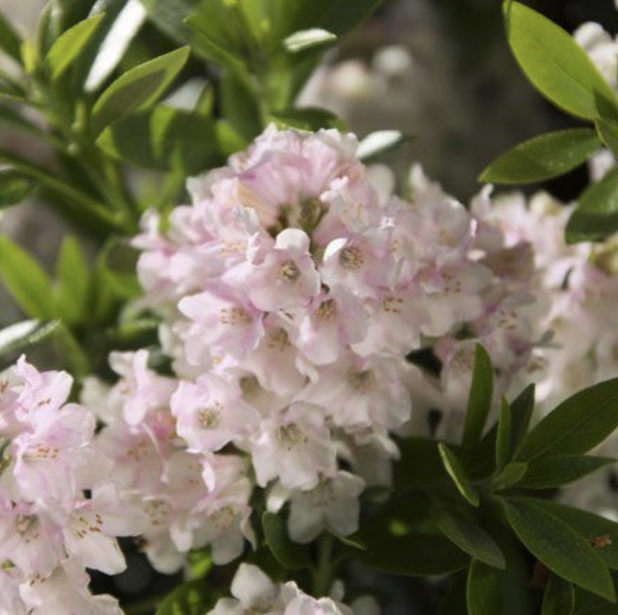 Rhododendron 'Bloombux'2