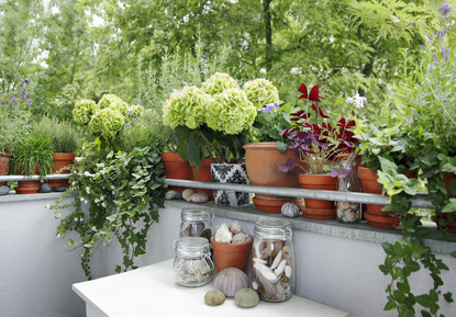 Balkon-Balustrade eingefasst von vielen bepflanzten Kübelpflanzen 