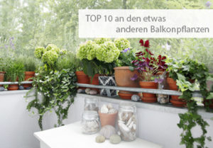TOP 10 besonderer Balkonpflanzen