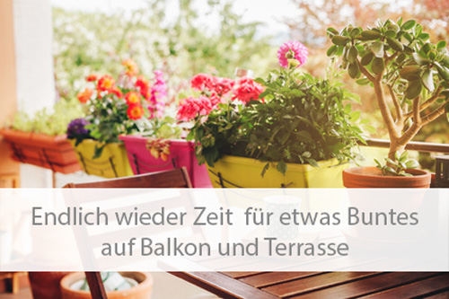 Einstiegsbild Balkon- und Kübelpflanzen für Balkon und Terrasse