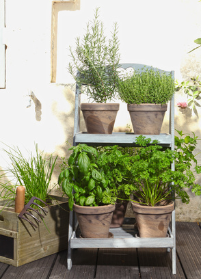 Kübelpflanzen Kräuter für Terrasse Balkon