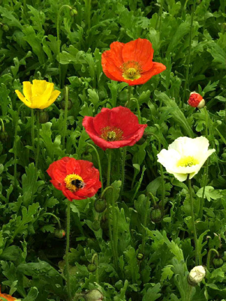 Island Mohn 'Gartenzwerg'