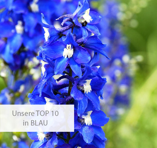 Einstiegsbild für die TOP 10 in der blauen Farbfamilie