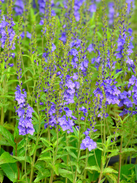 Garten-Ehrenpreis ‚Knallblau‘ 1