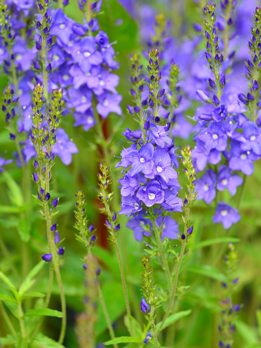 Garten-Ehrenpreis ‚Knallblau‘ 2