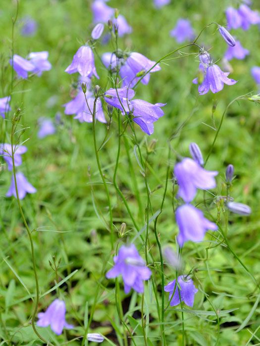 Rundblättrige Glockenblume 1