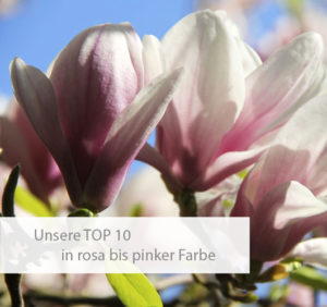 Einstiegsbild TOP 10 in rosa & pink