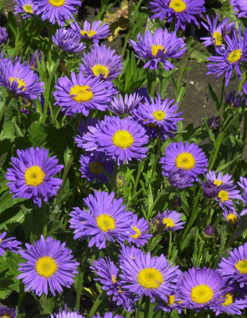 Alpen-Aster