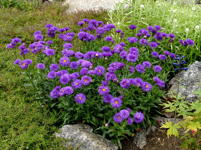 Alpen-Aster