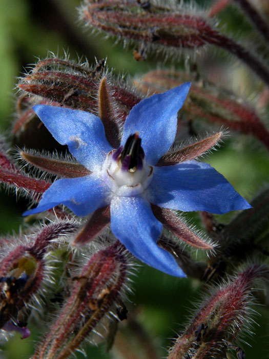 Borretsch Blüte