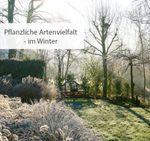 Einstieg pflanzliche Artenvielfalt im Winter