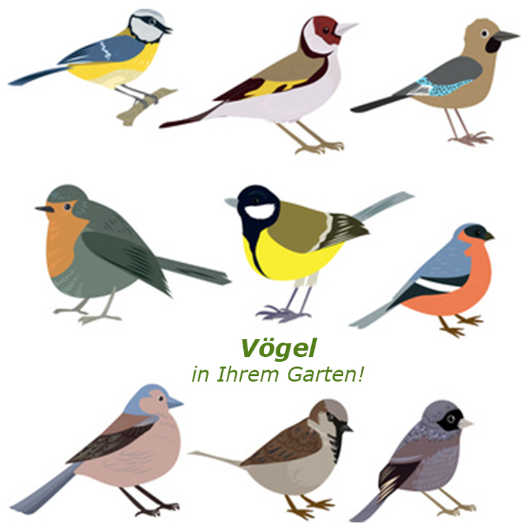 Einstiegsbild Vögel in Ihrem Garten