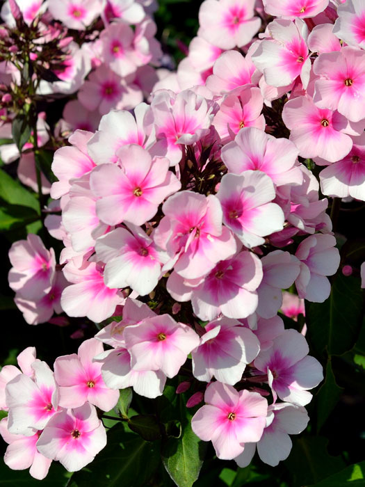 Phlox