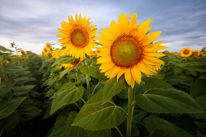 Sonnenblume