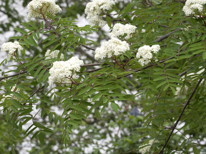 Vogelbeere Blüte