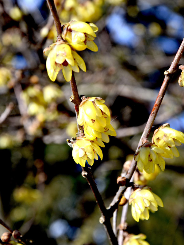 Winterblüte