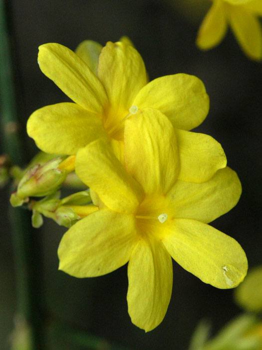 Winterjasmin Blüte