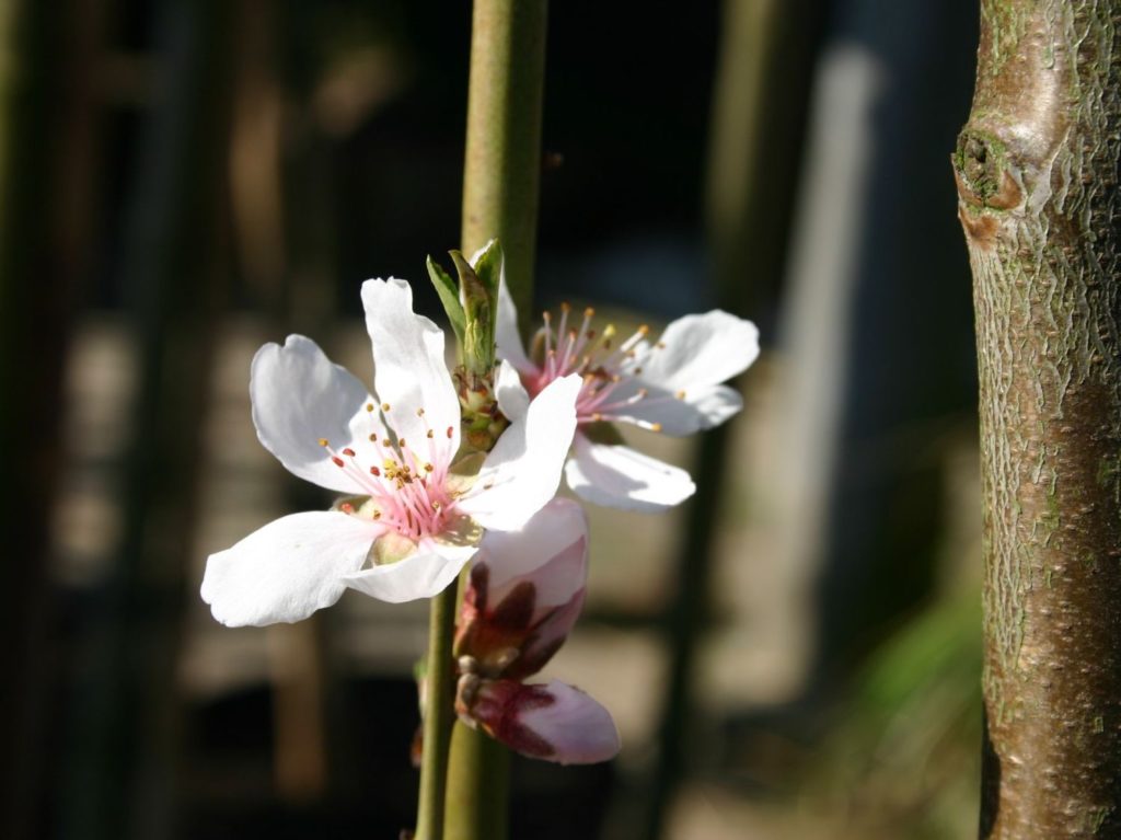 Mandelblüte