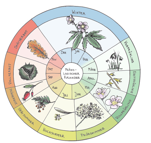 Darstellung phänolgischer Kalender