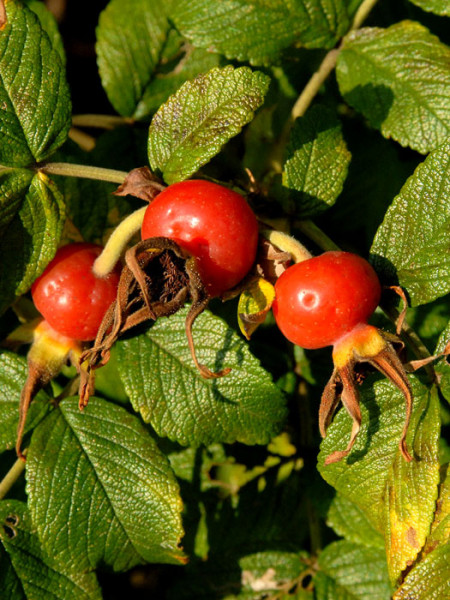 Frühherbst Hagebutten