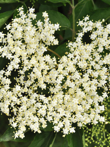 Frühsommer Holunderblüte