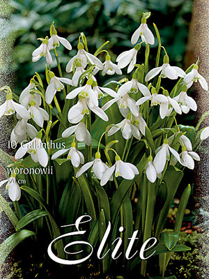 Vorfrühling Blüte der Schneeglöckchen