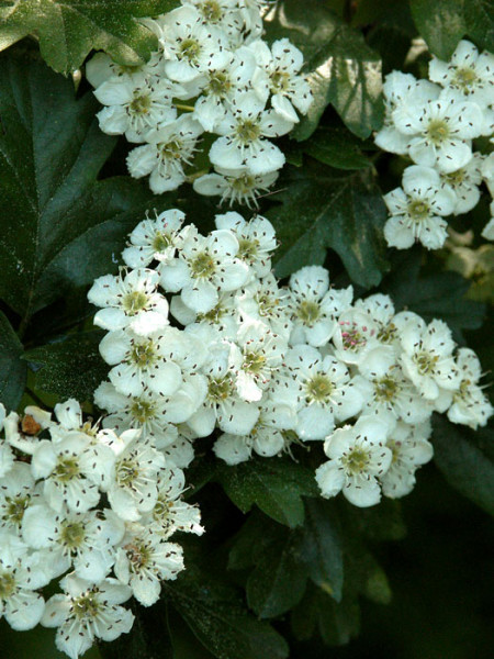 Detail der Blüten vom Weißdorn