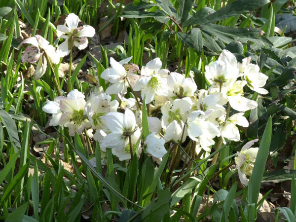 Die Blüten der Christrose sind die Anzeiger für den Winter.