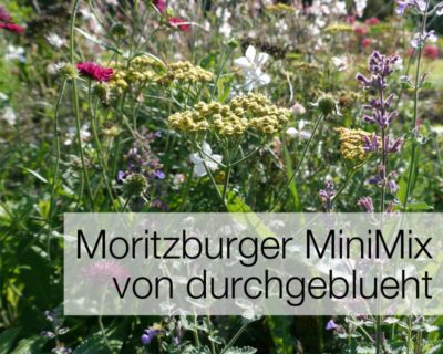 Einstieg zum Thema Moritzburger MiniMix