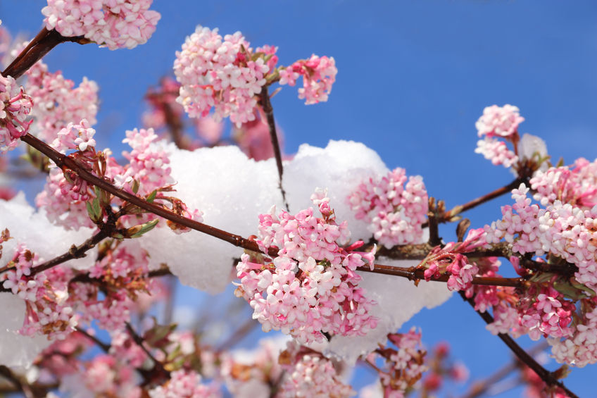 Schneeball Blüte