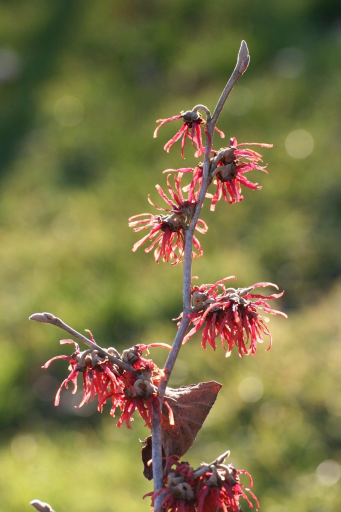 Zaubernuss rot