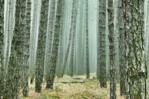 Einstiegsbild Kiefernwald