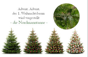 Advent, Advent, der 1. Weihnachtsbaum wird vorgestellt - es beginnt die Nordmanntanne.