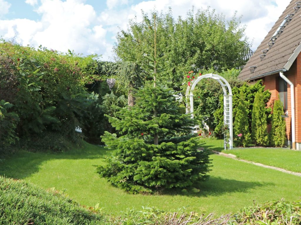 Nach der Zeit als Weihnachtsbaum macht sich die Nordmanntanne auch wunderbar als Solitärgehölz in Ihrem Garten. Bildquelle: Baumschule Horstmann