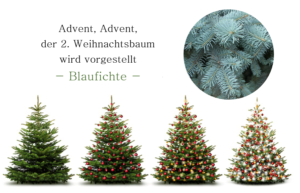 Advent, Advent, die Blaufichte