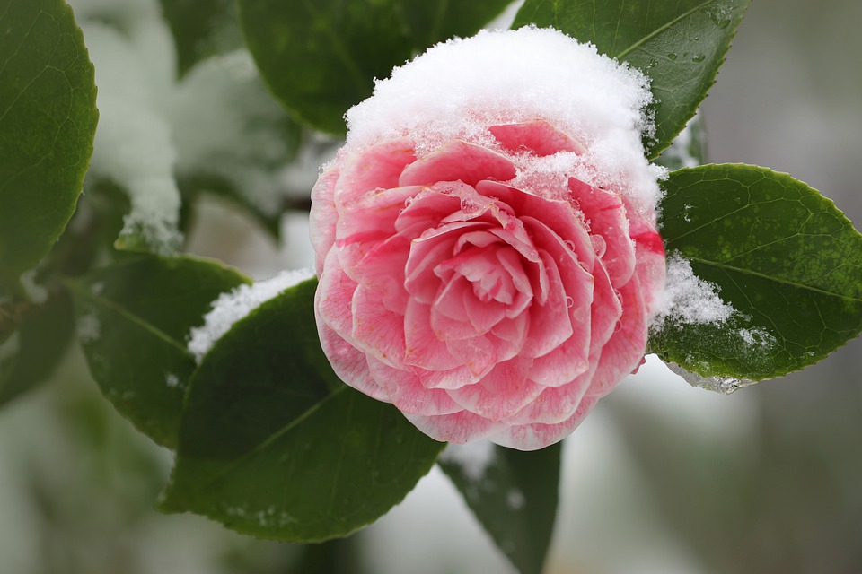 Kamelie im Schnee