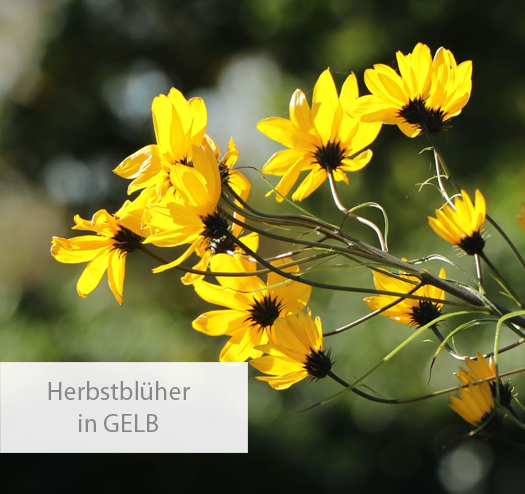 Einstiegsbild Herbstblüher in GELB