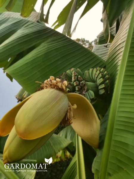 Gartengestaltung im mediterranen-modernen Stil