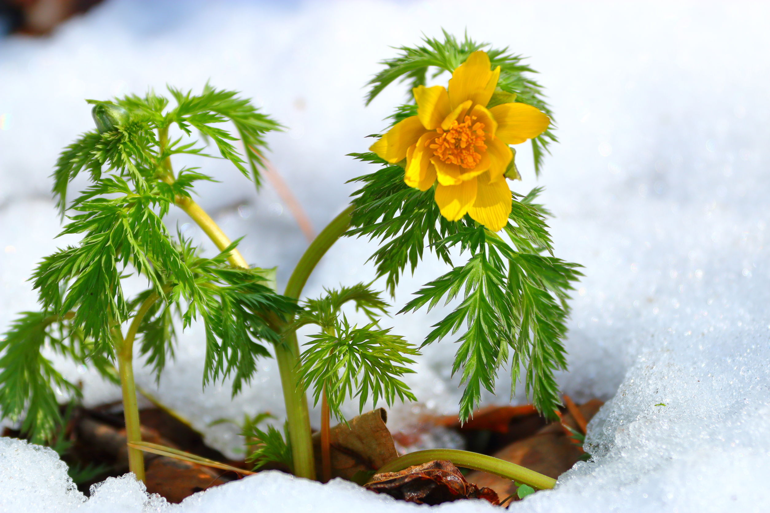 Startbild-winterblC3BChende-Stauden Startbild-winterblC3BChende-Stauden
