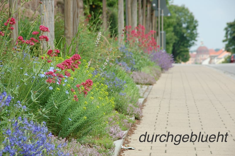 Einstieg-durchgeblueht Einstieg-durchgeblueht
